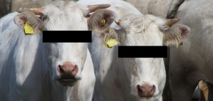 Cow-Ag-gag-Featured