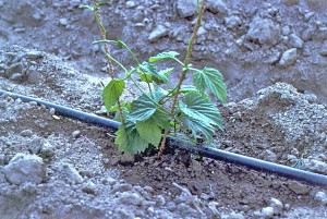 irrigation-WEB