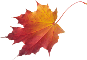 autumn_leaves_png3601