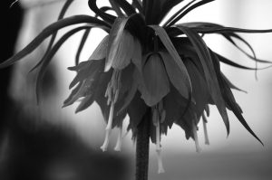 Crown Imperial fritillaria. Courtesy photo.