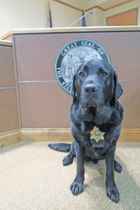 Ken poses in court, where is he often utilized in helping young victims of abuse to feel more at ease while dealing with traumatic events.  Photo by Ben Olson.