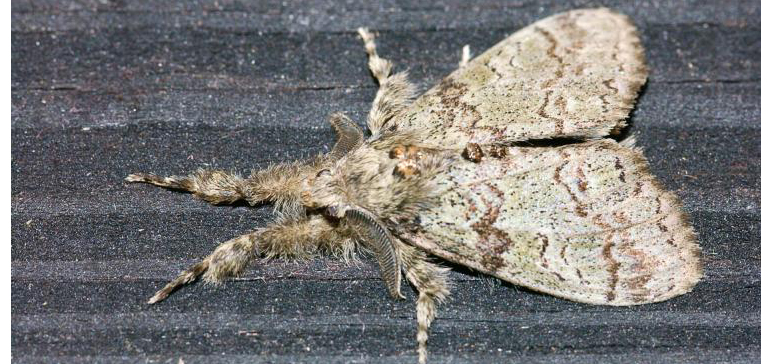 Forest specialists are raising awareness of a tussock moth outbreak in ...
